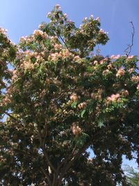 Low angle view of flower tree against sky