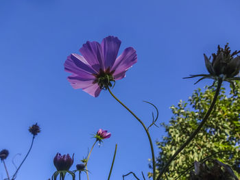 Low angle view of pink flowering plants against blue sky