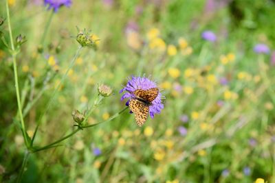 Close-up of purple flowering plant on field