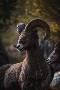 Close-up of a horse on field