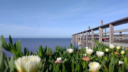 Flowering plants by sea against sky