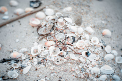 High angle view of shells on shore
