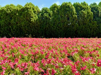 Scenic view of pink flowering plants on field