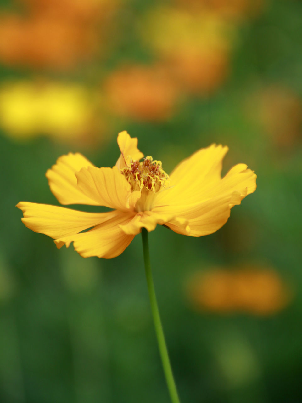 CLOSE-UP OF YELLOW HIBISCUS FLOWER