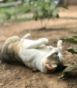 Cat lying down on land