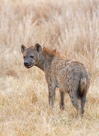 Hyena lookkng over its shoulder 