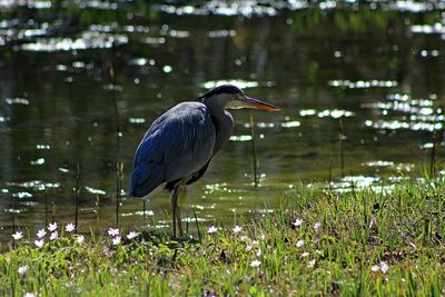 High angle view of gray heron perching on a lake