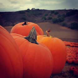 Close-up of pumpkin on field