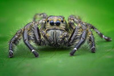 Close-up of spider on leaf