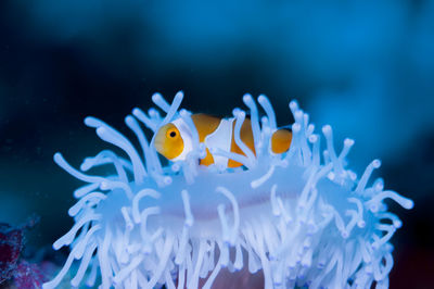 Close-up of anemonefish 