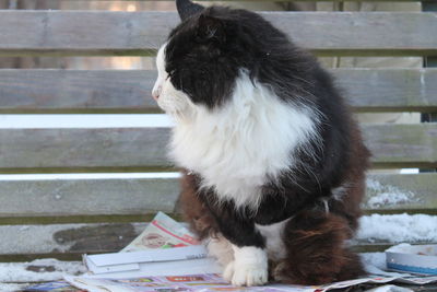 Close-up of cat