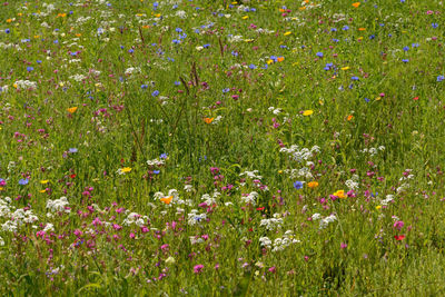 View of flowering plants on field