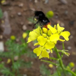 Close-up of insect on yellow flower