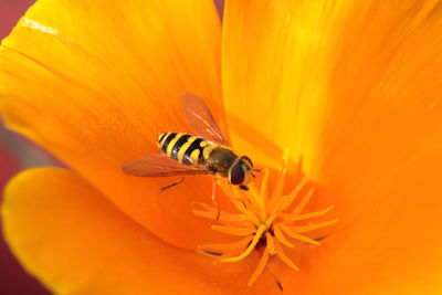 Close-up of insect on orange flower