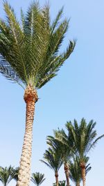 Low angle view of palm tree against clear blue sky