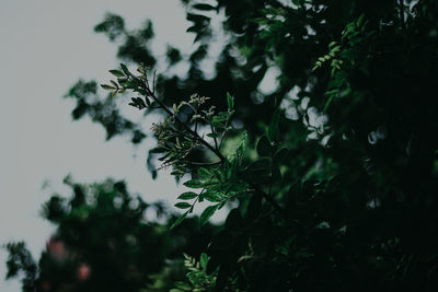 Close-up of flowering plant against trees