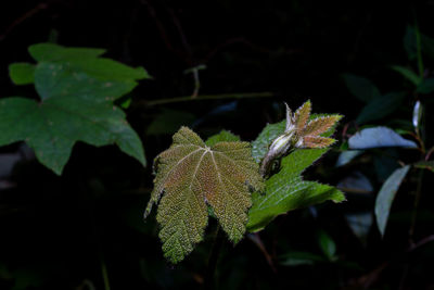 Close-up of insect on leaf