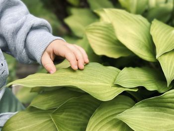 A small child's hand reaches the green leaves of hosta. proximity to nature.