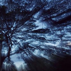 Low angle view of trees against sky