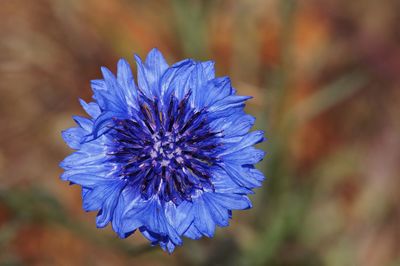 Close-up of purple flowering plant