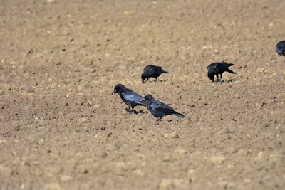 High angle view of crows on field