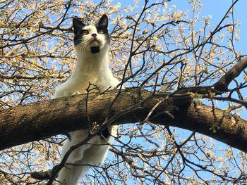 Low angle view of bird perching on tree against sky