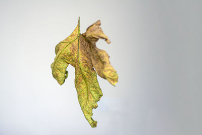 Close-up of leaf on plant against white background