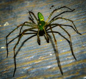 Close-up of spider