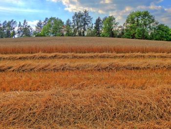 Scenic view of field against sky