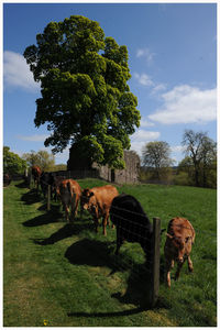 Cows grazing on field against sky