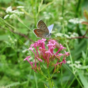 Close-up of butterfly pollinating on pink flower