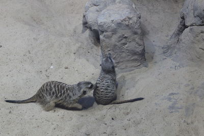 High angle view of cat lying on rock