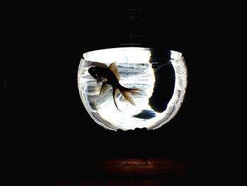 Close-up of crab over black background