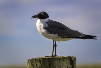 Black headed seagull standing on a wooden post side view