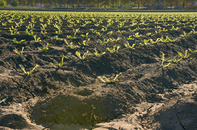 High angle view of plants growing on field