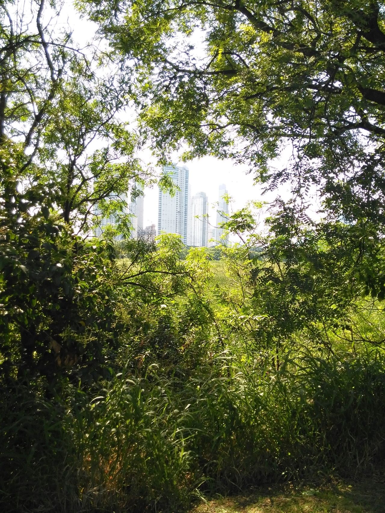 La ciudad desde la espesura