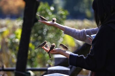 Close-up of birds perching on hands