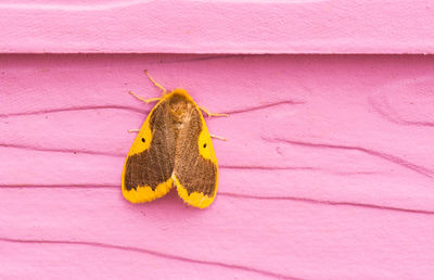 Close-up of butterfly on pink wall