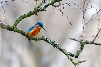 Low angle view of bird perching on branch