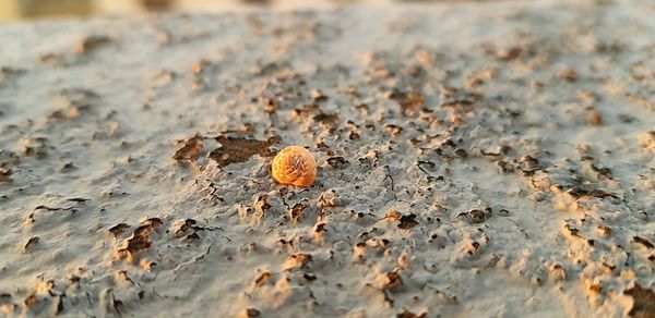 High angle view of shells on sand