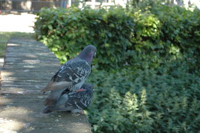 Pigeon perching on wall