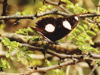 Close-up of butterfly on tree