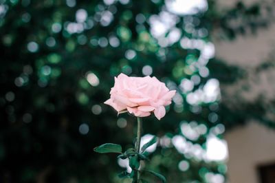 Close-up of pink rose flower