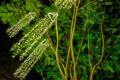 Close-up of fern leaves on tree