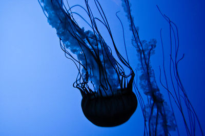 Close-up of jellyfish in sea