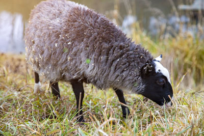 Black sheep graze in the grass near the porch of the house. mammal domestic animals grazing on field