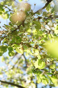 Low angle view of white flowering tree