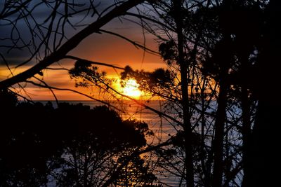 Silhouette of trees at sunset