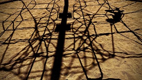 High angle view of shadow on tree