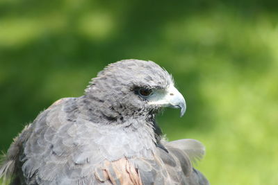 Close-up of eagle against blurred background